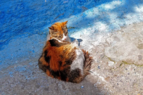 cat resting in half shade