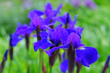 Mavi Iris çiçek bahçesinde