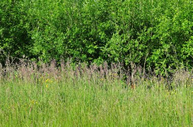 bir ormanın kenarında çayır çiçekli