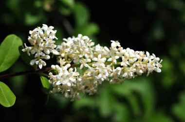 ligustrum vulgare önümüzdeki