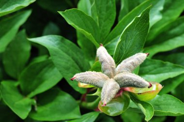 yıldız şekilli tohumu bir Şakayık
