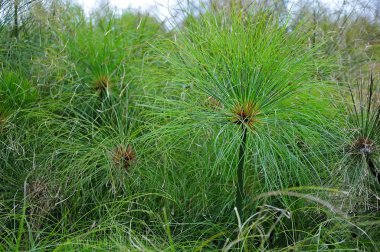 Grup papirüs bitkilerin