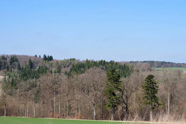 이른 봄에 있는 혼합된 숲 볼 — 스톡 사진