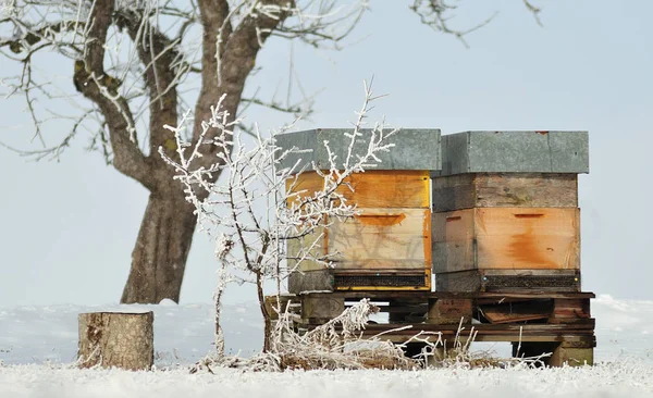 Uli w snowy orchard — Zdjęcie stockowe