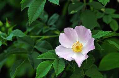 Rosa Canina.