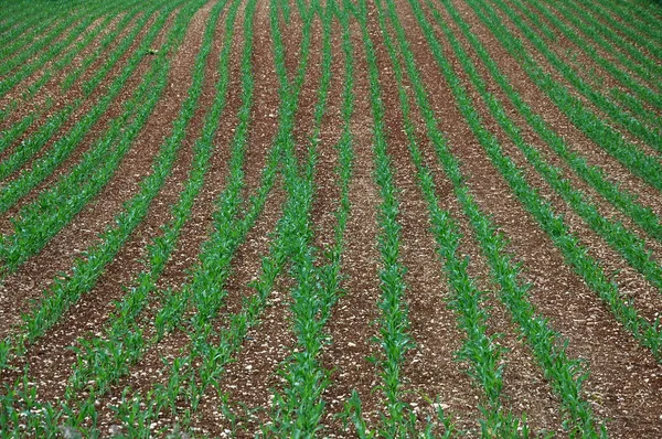 Stony cornfield in spring — Stock Photo, Image