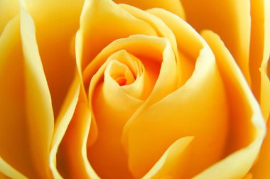 krem renkli yaprakları ile tek gül çiçek