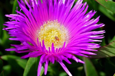 küçük salyangoz stamens bir hardy buz bitkinin arasında