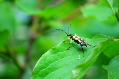 yeşil yaprak üzerinde oturan longhorn benekli