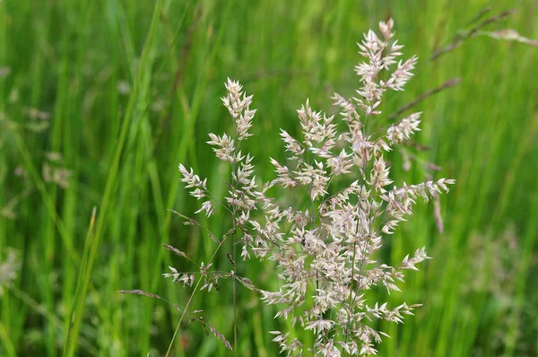 Inflorescencia Púrpura Bluegrass Prado — Foto de Stock