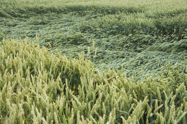 Pšenice, ležící v oblasti — Stock fotografie