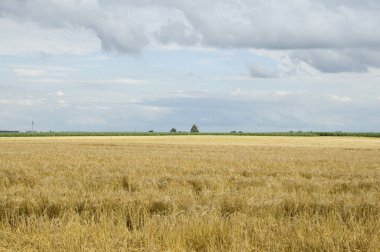 grainfield ve mavi bulutlu gökyüzü, yaz yatay