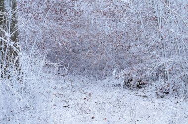 patika orman yoluyla frost ile kaplı
