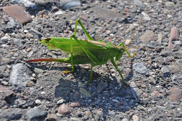 Çekirge Caddesi güneşli asfalt üzerinde