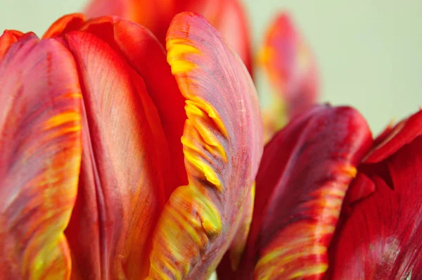 close up of parrot tulip flowers