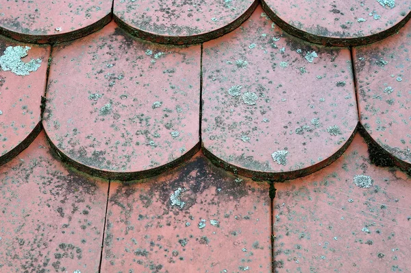 Líquenes que crescem em telhas — Fotografia de Stock