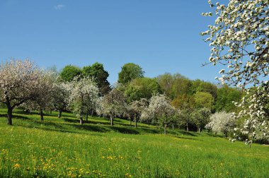 Orchard ile çiçeklenme elma ağaçlarının bahar