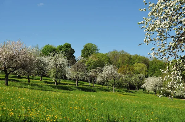 Obstgarten mit blühenden Apfelbäumen im Frühling — Stockfoto