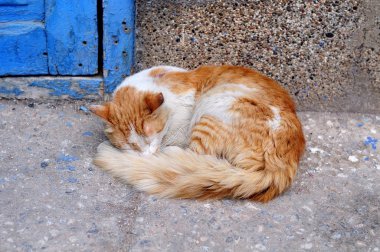 evin önünde mavi kapı ile uyuyan kedi