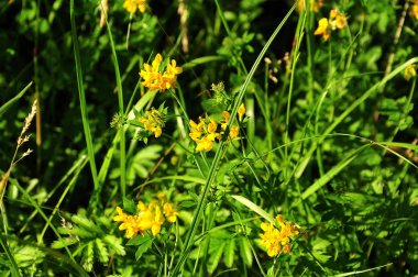kuş s ayak trefoils yaz çayır