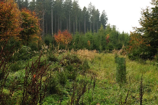 Claro en bosque de madera con plántulas de abeto —  Fotos de Stock