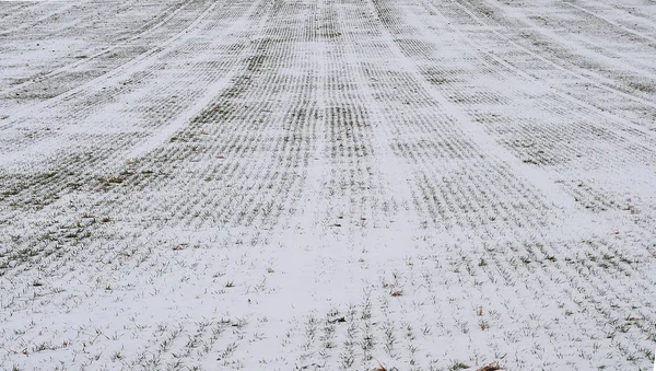 Reihen von Wintergetreide unter Schneeschicht — Stockfoto