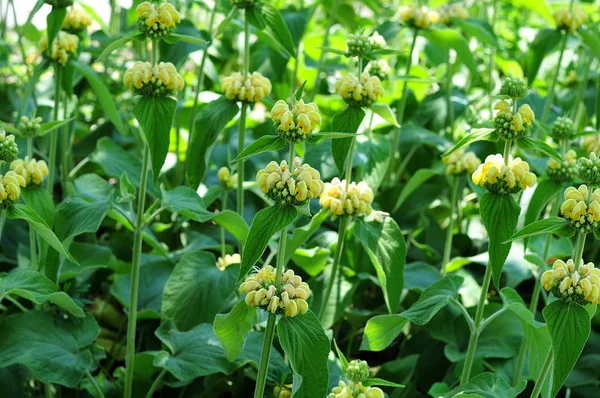 Kudüs adaçayı flowerbed içinde — Stok fotoğraf