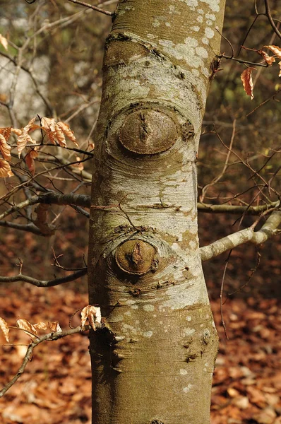 Rinde einer Buche im zeitigen Frühling — Stockfoto