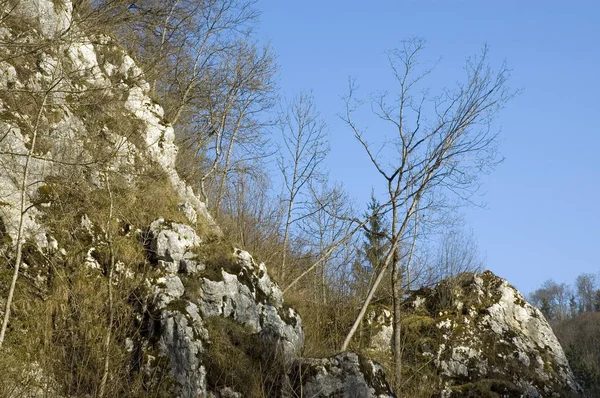 Felswand auf der Schwäbischen Alb im zeitigen Frühling — Stockfoto