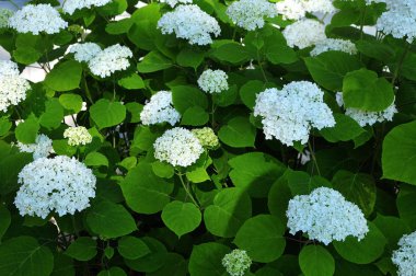 beyaz çiçekli ortanca çalı