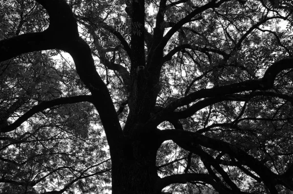 black and white photography of a large ash tree