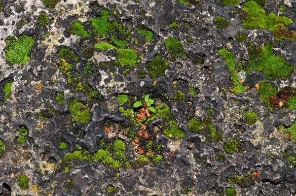 Mousse sur un mur de calcaire — Photo