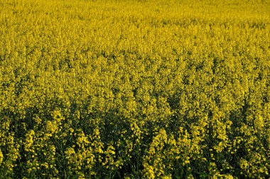 çiçekli kolza alan