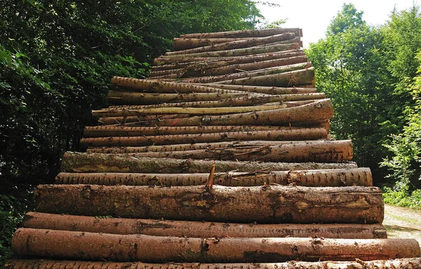 Tumpukan pohon tumbang di hutan — Stok Foto