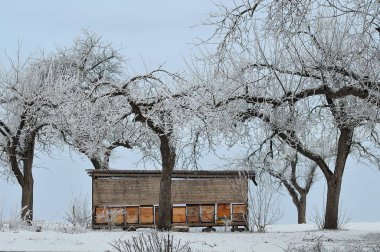 ahşap arı kovanlarını karlı meyve bahçesi içinde