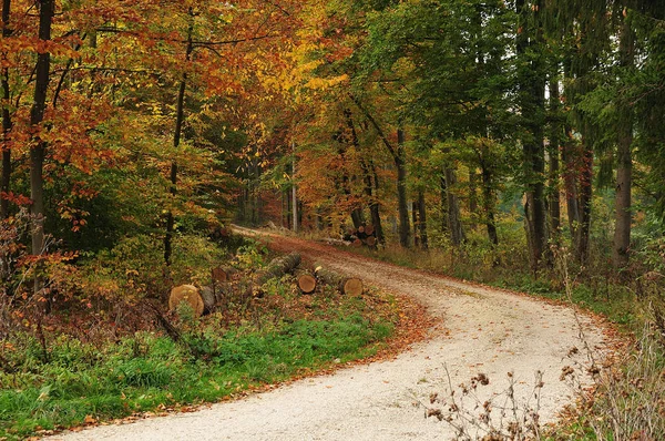 curved gravel road in autumn forest