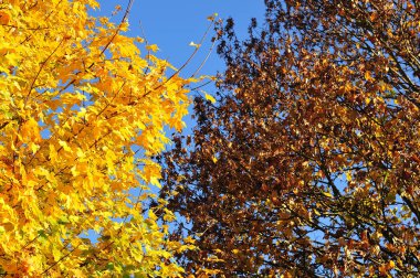 akçaağaç güneşli sonbahar sabahı