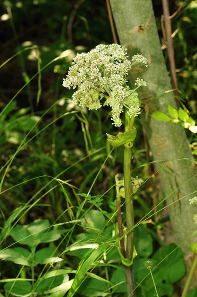 Kwitnąca Baldach Angelica wild — Zdjęcie stockowe