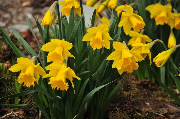 Narcisos no canteiro de flores com gotas de chuva em flores — Fotografia de Stock