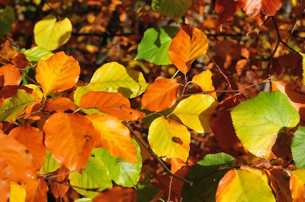 ブナの木の紅葉の接写 — ストック写真