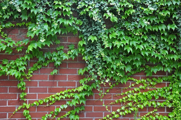 Ziegelmauer mit Efeu und Reben — Stockfoto