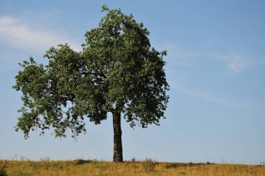 Yeşil elma ile tek ayakta ağacı