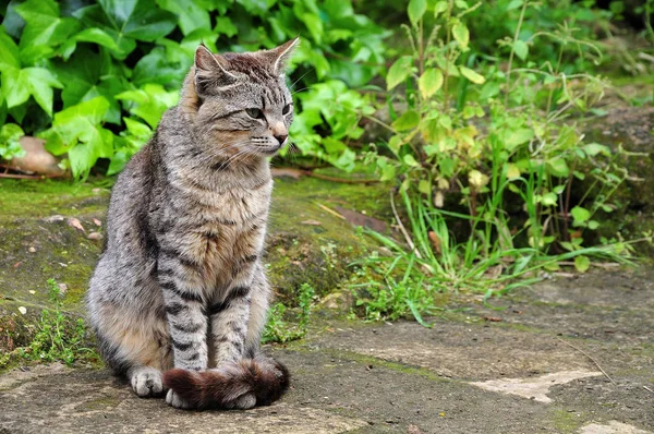 Tekir kedi taş zemine oturan — Stok fotoğraf