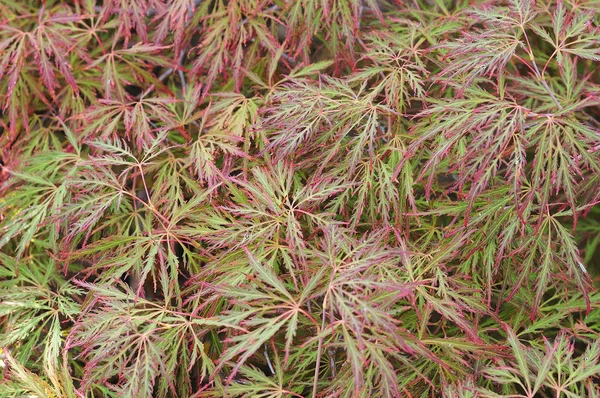 Feuilles d'érable du Japon — Photo