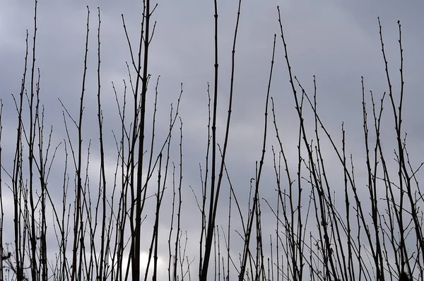 Galhos nus de uma sebe no inverno — Fotografia de Stock