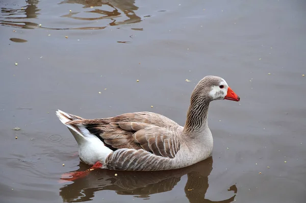 Graugans schwimmt auf See — Stockfoto