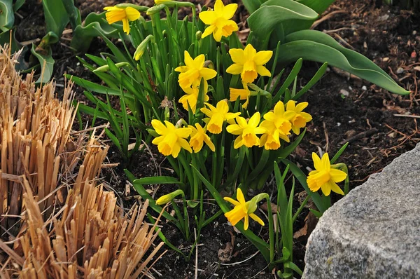 Kleine narcissen naast stengels van vaste planten in de tuin — Stockfoto