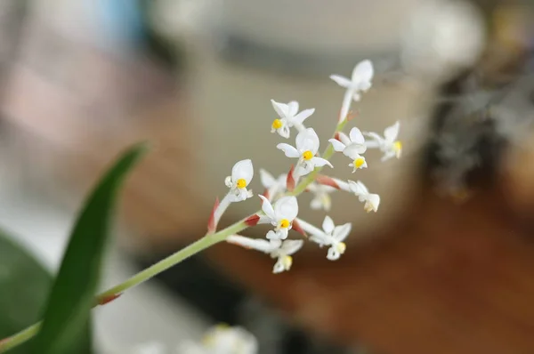 Twig of an orchid with tiny white blossoms — Stock Photo, Image