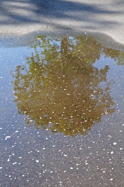 Bir su birikintisine yansıyan ağaç