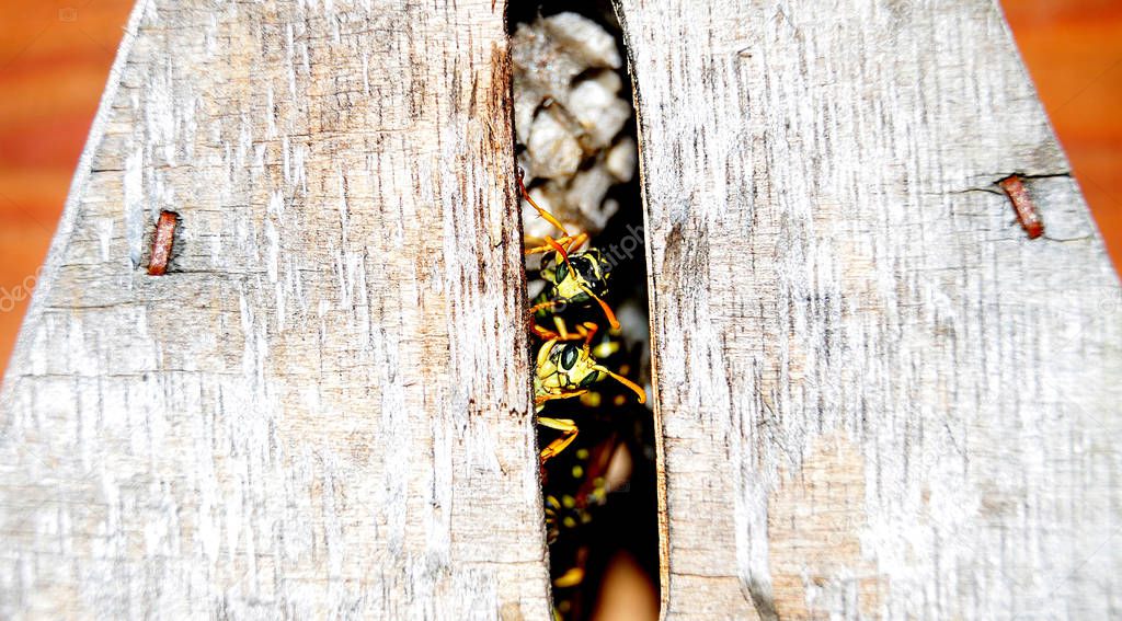 males of european paper wasps in insect hotel